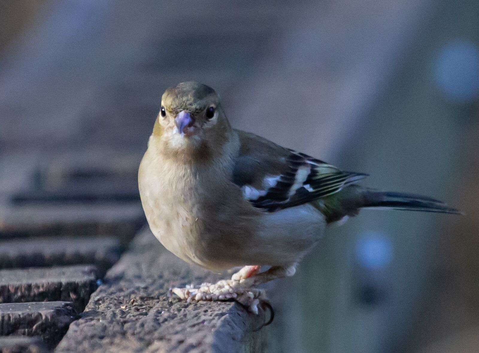 Canon EOS 600D (Rebel EOS T3i / EOS Kiss X5) + Canon EF 70-200mm F4L USM sample photo. Female chaffinch, diseased feet photography