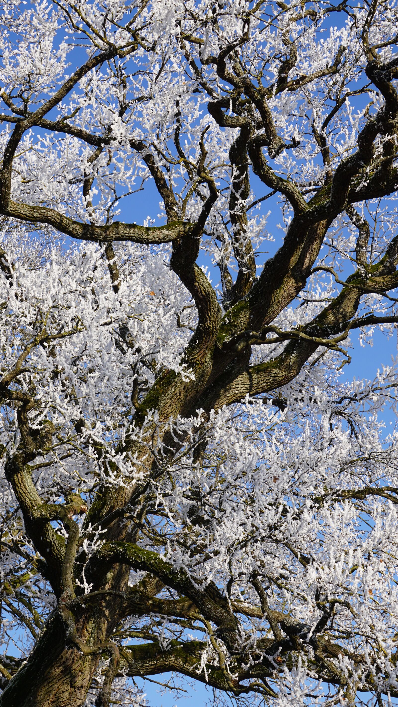Sony E 55-210mm F4.5-6.3 OSS sample photo. Winter, eiskristalle, frozen photography