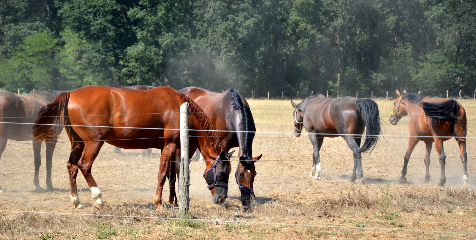 Nikon D3200 sample photo. Animals, horses, pasture photography