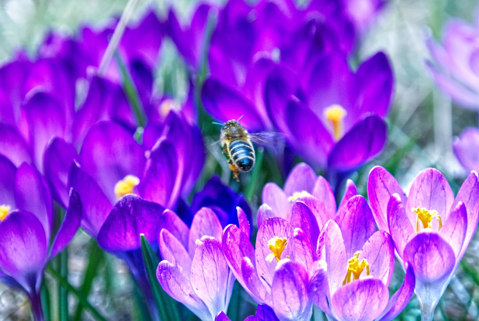Samsung NX30 sample photo. Bee, flower, spring photography
