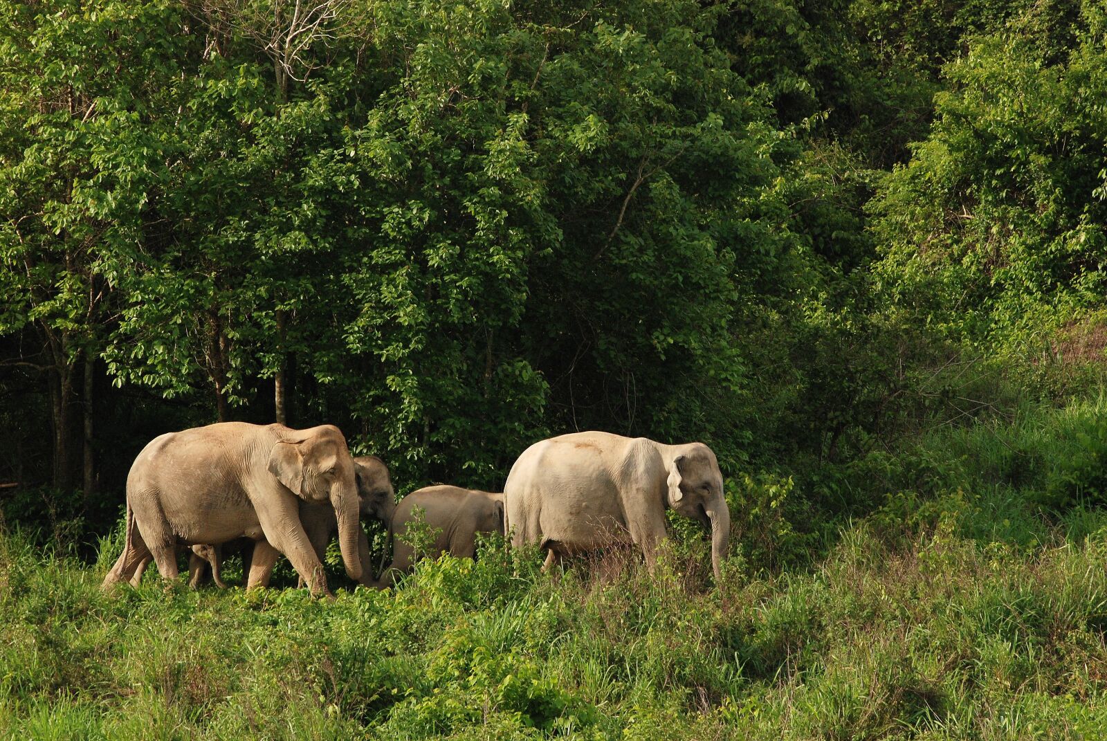 Nikon D80 sample photo. Wild elephant, elephant, asia photography