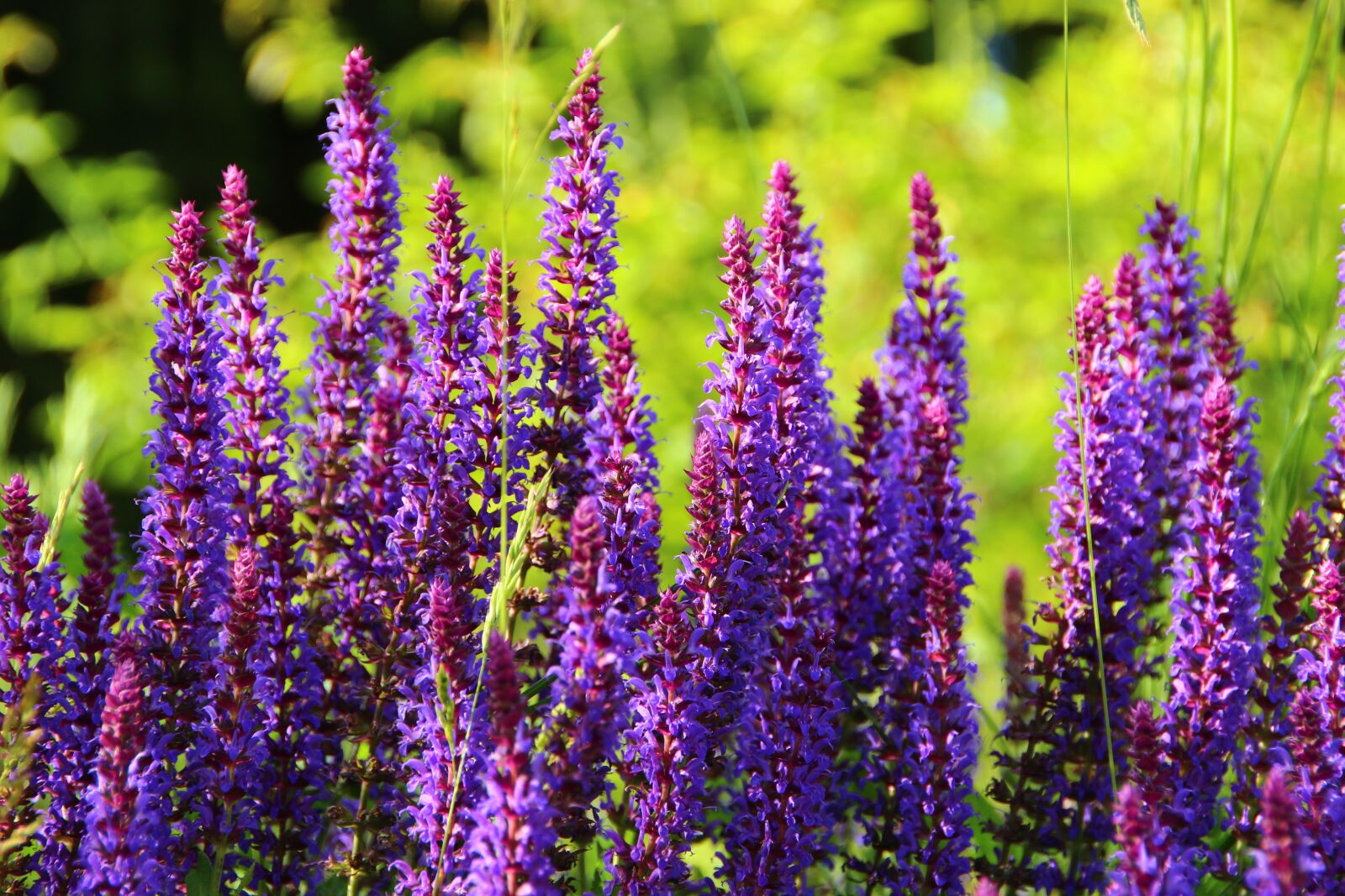 Canon EOS 600D (Rebel EOS T3i / EOS Kiss X5) sample photo. Plant, sage, ziersalbei photography