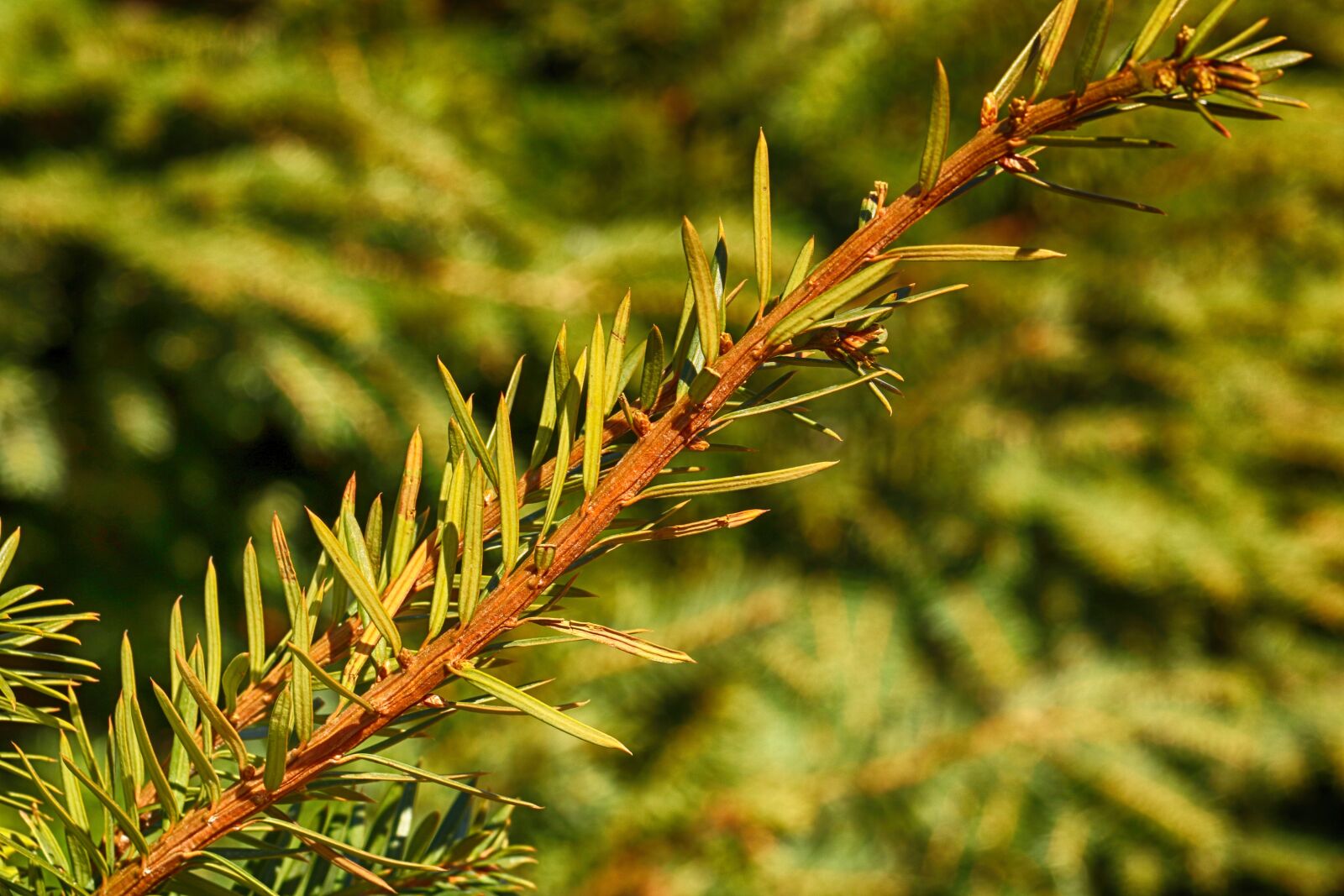 Canon EOS 7D Mark II sample photo. Tree, nature, needle photography