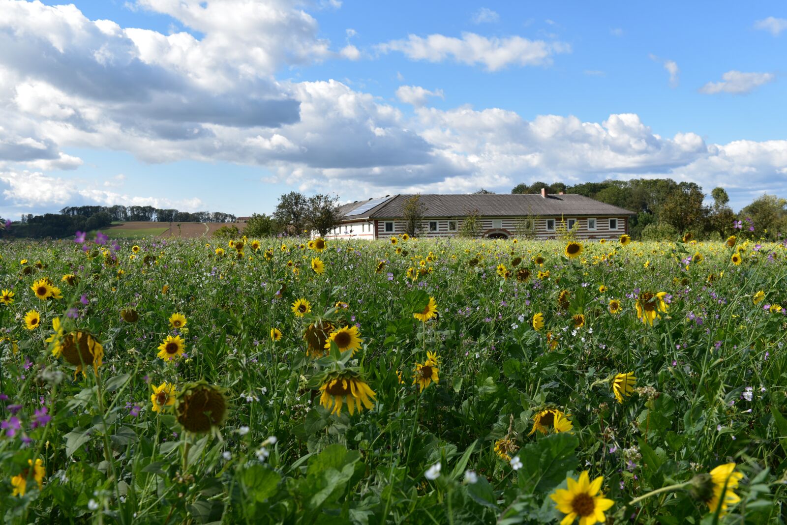 Nikon D750 sample photo. Nature, landscape, field photography