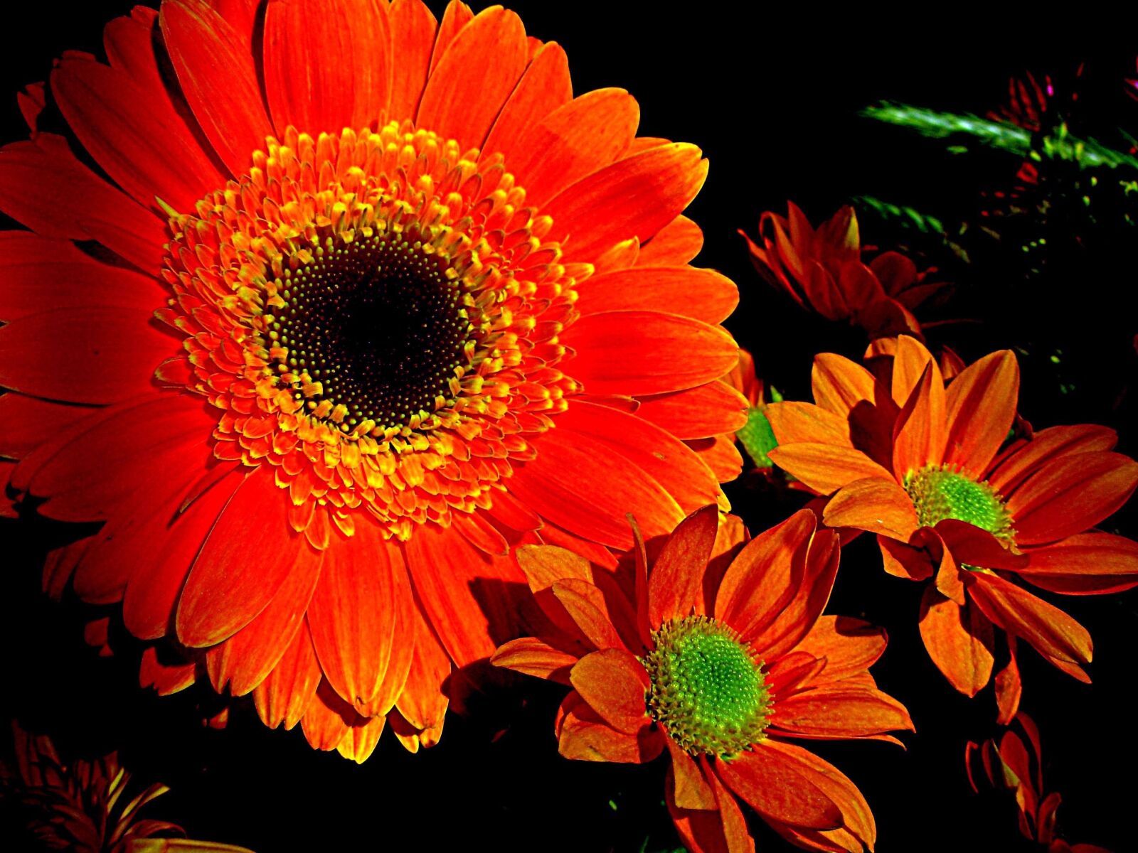 Nikon COOLPIX L1 sample photo. Orange flower, petals, summer photography