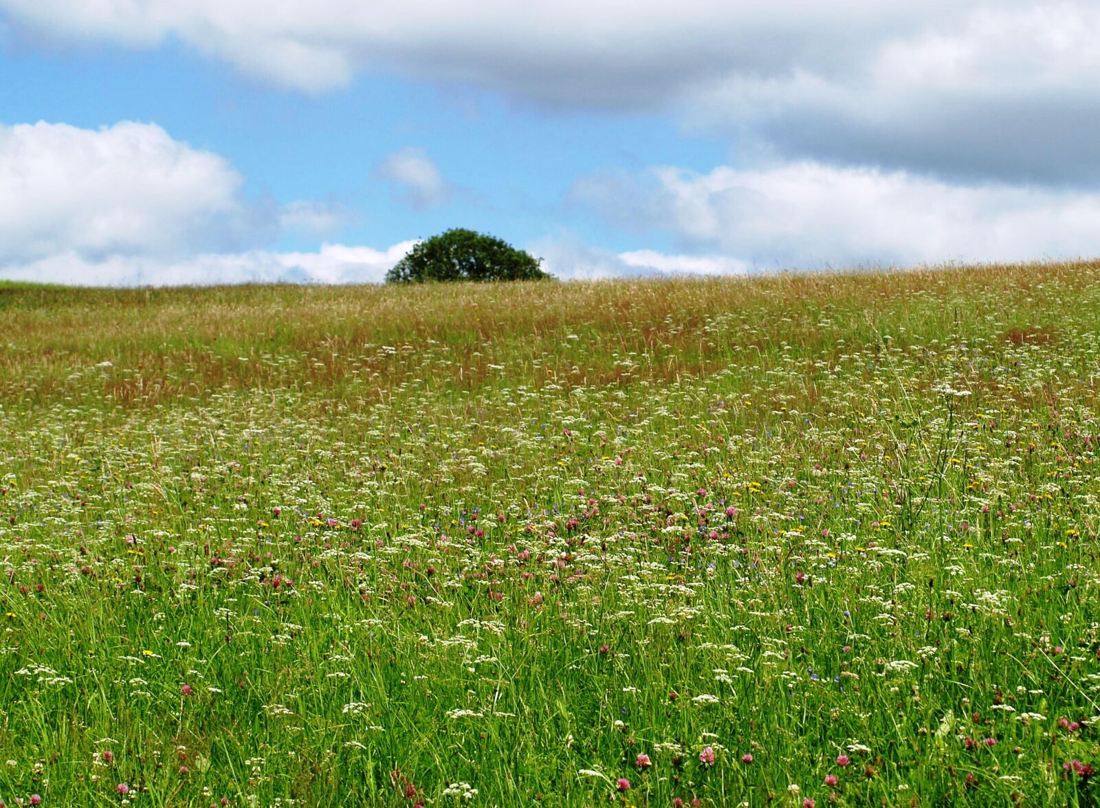 Olympus E-500 (EVOLT E-500) sample photo. Meadow, flower meadow, nature photography