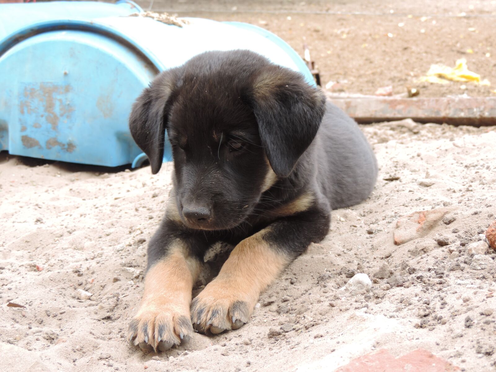 Nikon Coolpix P520 sample photo. Dog, field, black photography