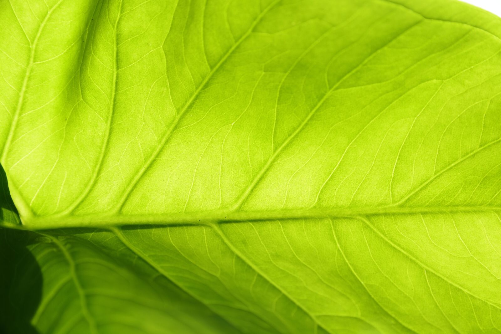 Nikon D7100 sample photo. Color, background, nice photography
