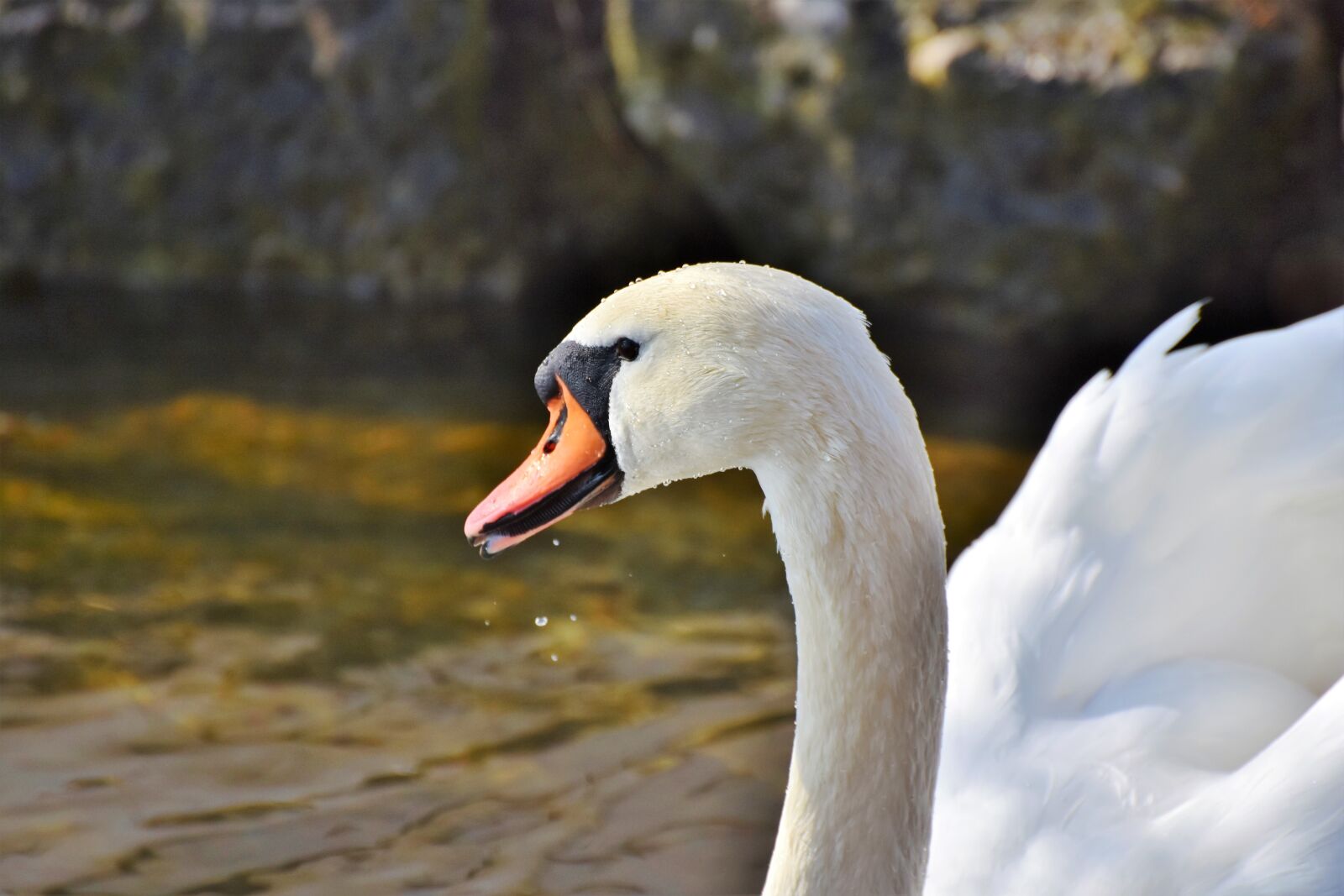 Nikon D7200 sample photo. Swan, water bird, schwimmvogel photography