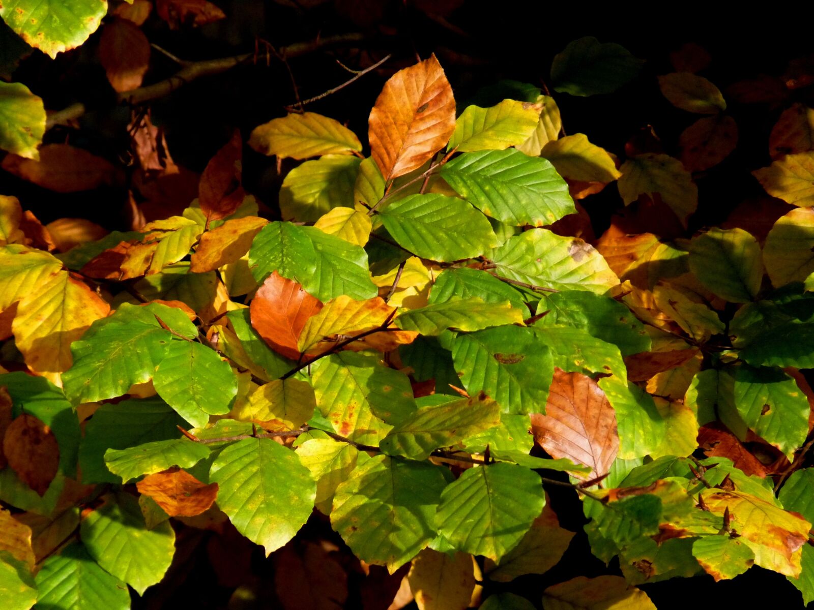 Panasonic Lumix DMC-FZ28 sample photo. Nature, autumn, leaves photography