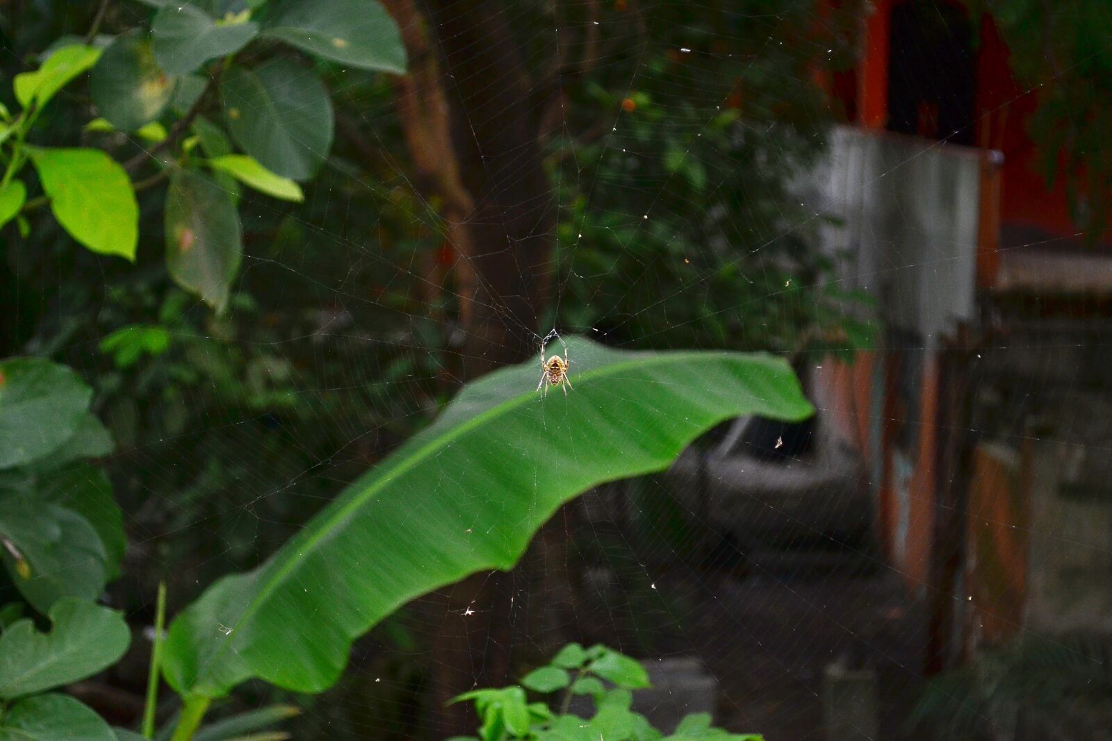 Nikon D3100 sample photo. Spider, garden, nature photography