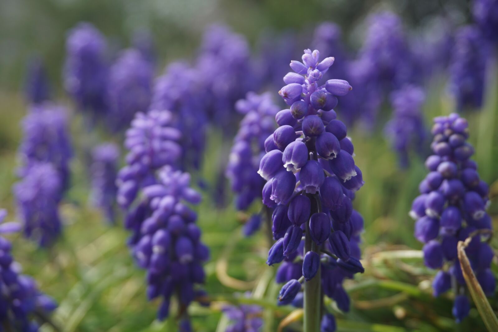 Sony E 16-50mm F3.5-5.6 PZ OSS sample photo. Purple, flower, grape hyacinth photography