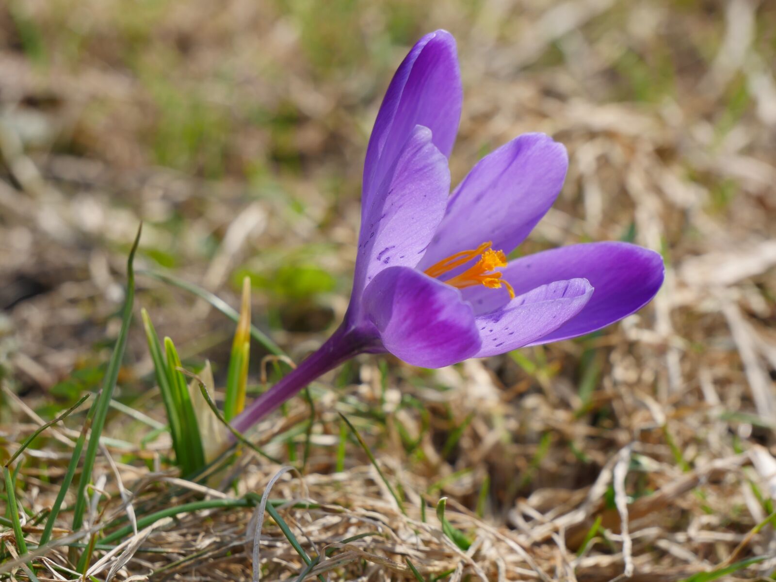 Panasonic Lumix DMC-GH4 sample photo. Nature, plant, flower photography
