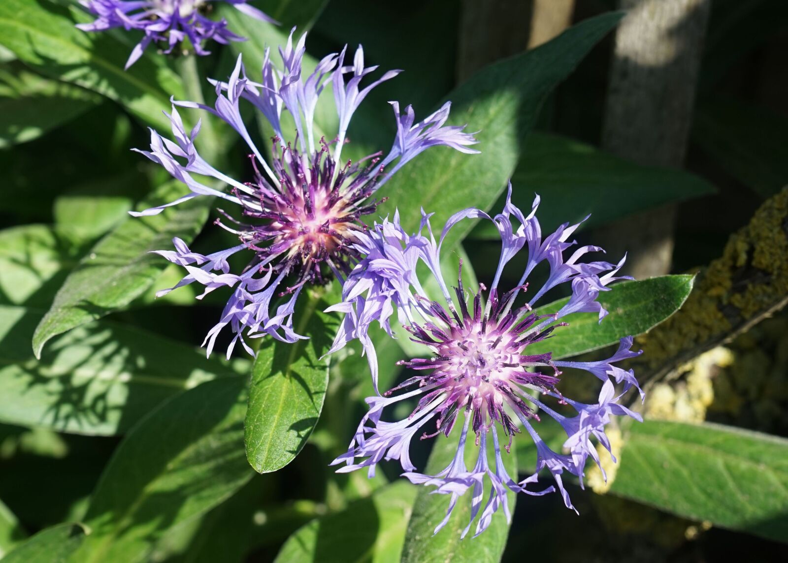 Sony a7 + Sony FE 28-70mm F3.5-5.6 OSS sample photo. Cornflower, flower, nature photography