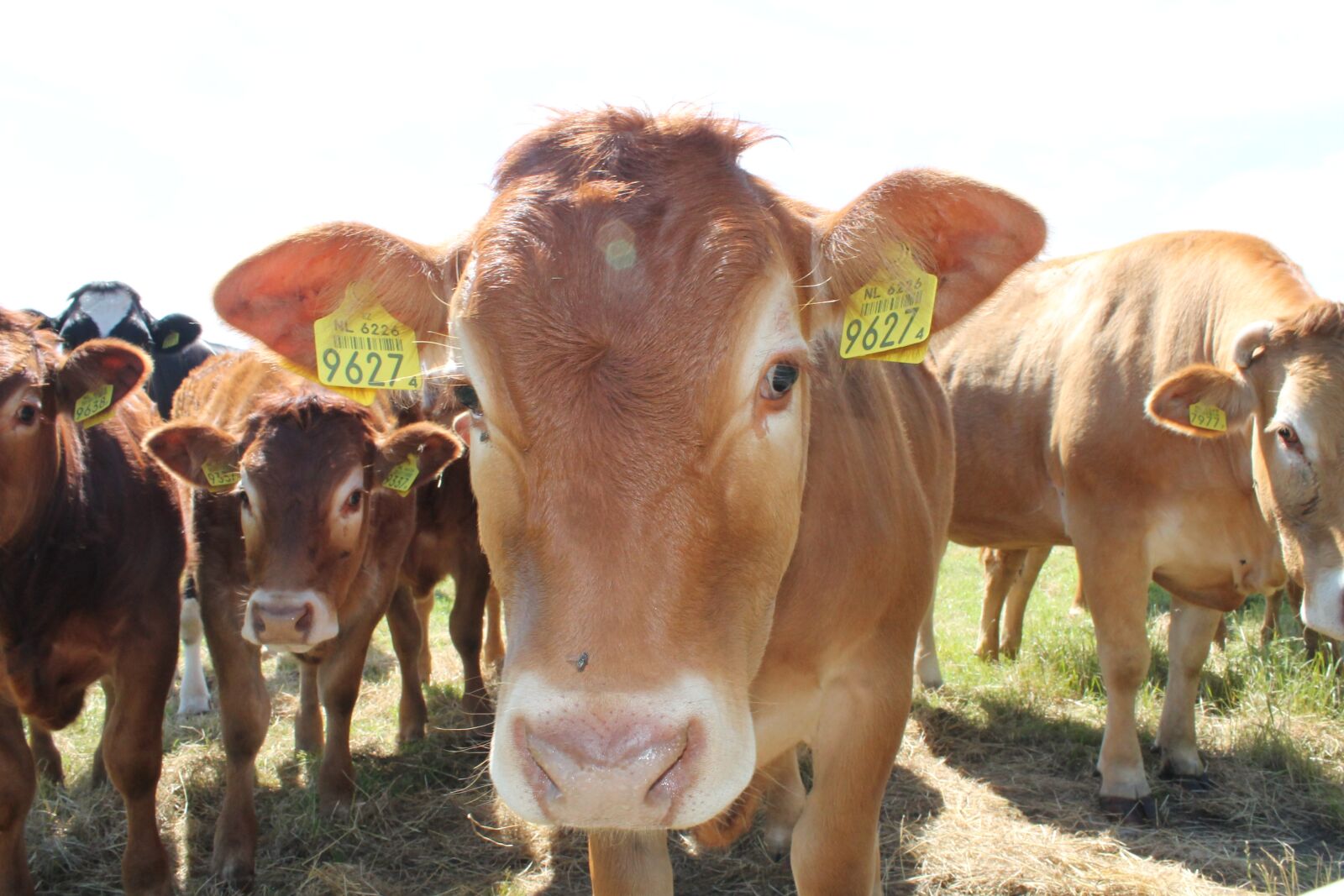 Canon EOS 1100D (EOS Rebel T3 / EOS Kiss X50) sample photo. Cow, whey, cows photography