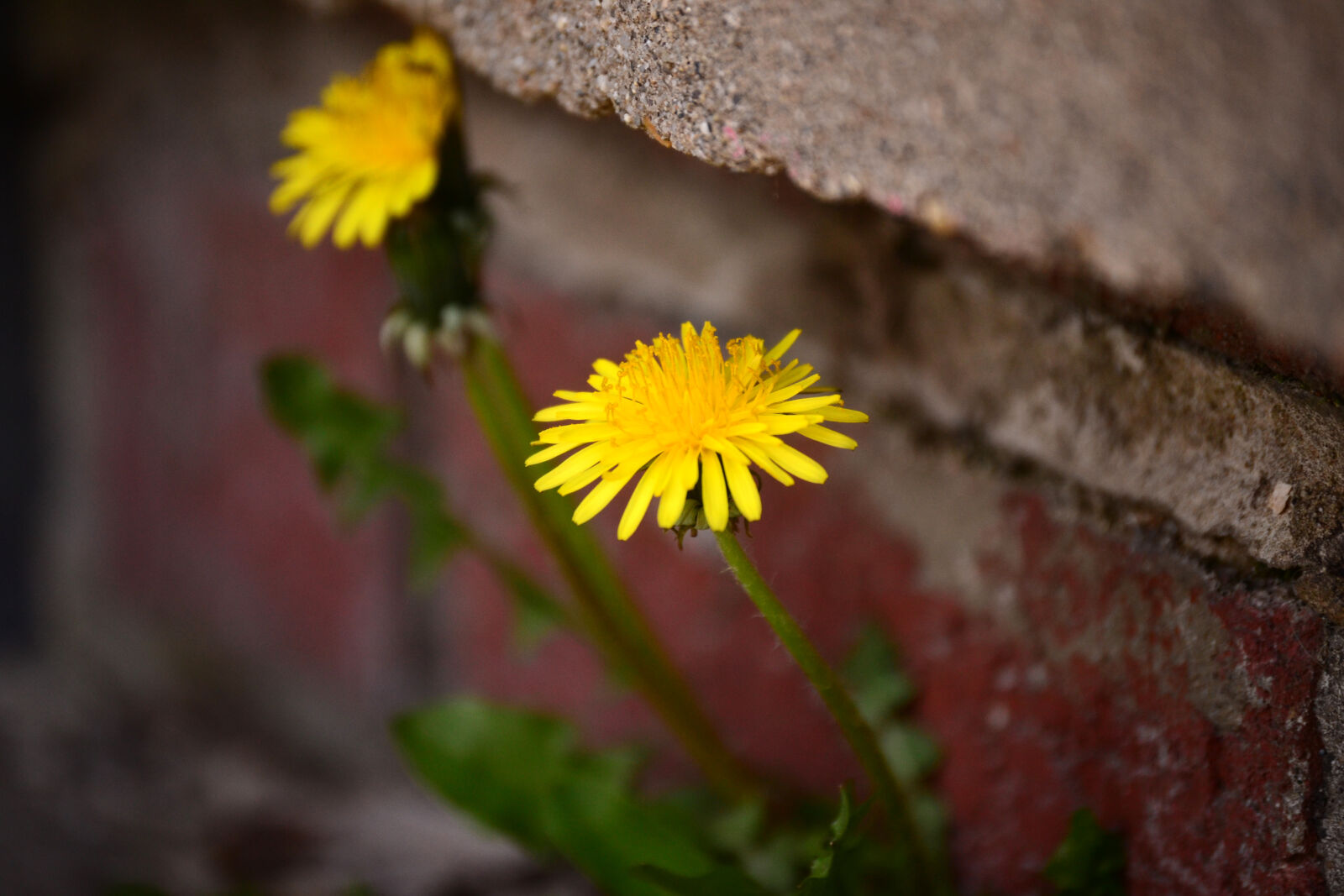 Nikon D3100 sample photo. Dandelion, yellow, yellow, flower photography