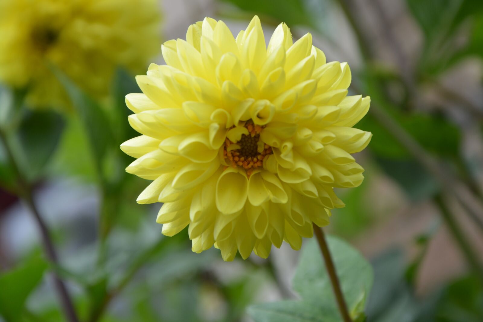 Nikon D5200 sample photo. Flower, yellow, plant photography