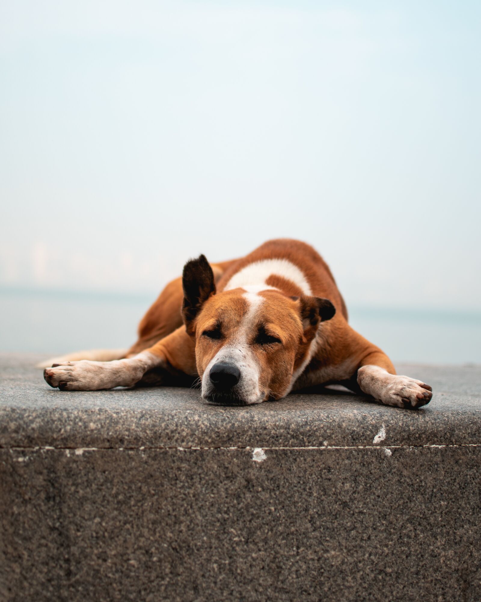 Nikon D5300 sample photo. Dog, sleepy, animal photography