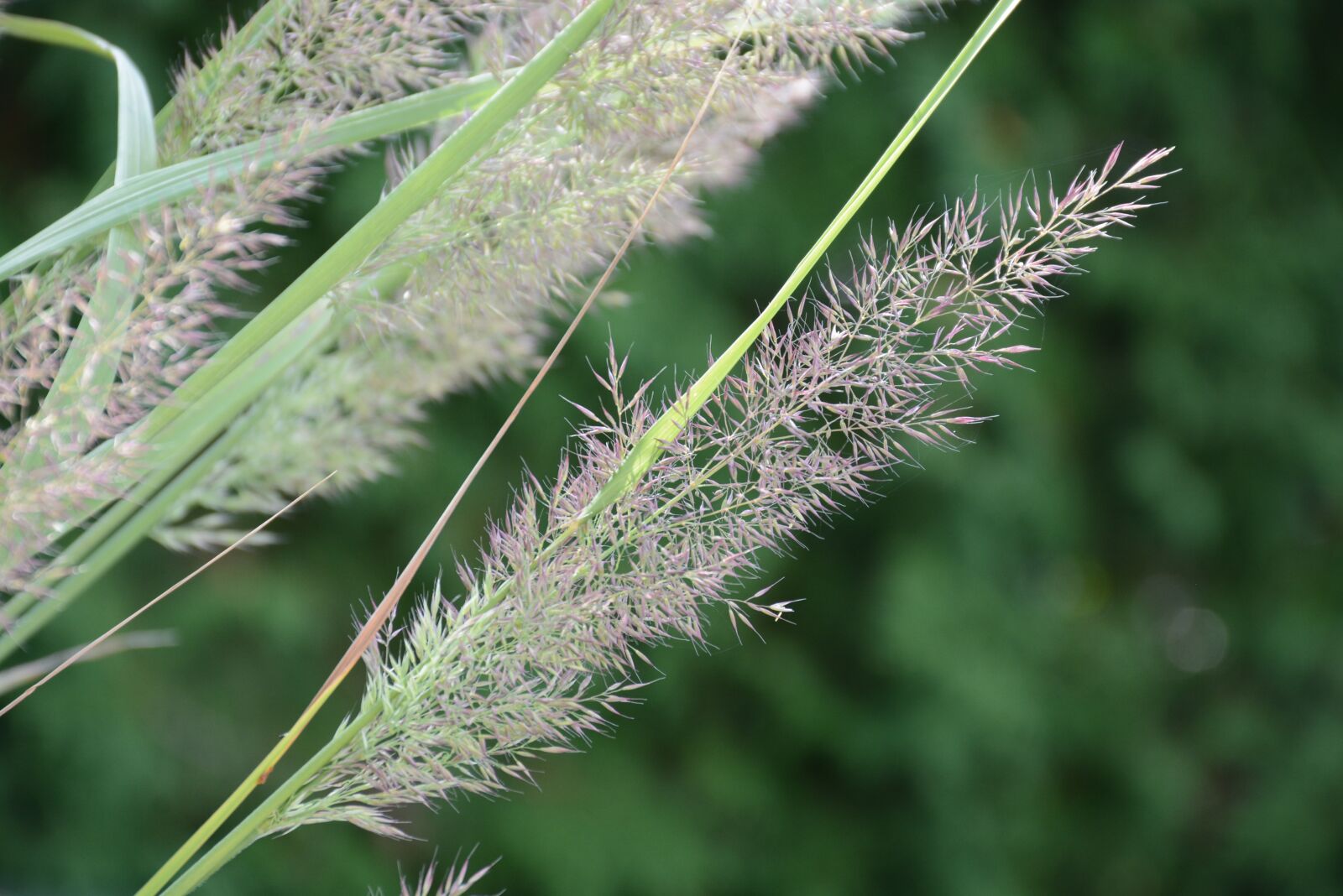 Nikon D7100 sample photo. Grass, high, green photography