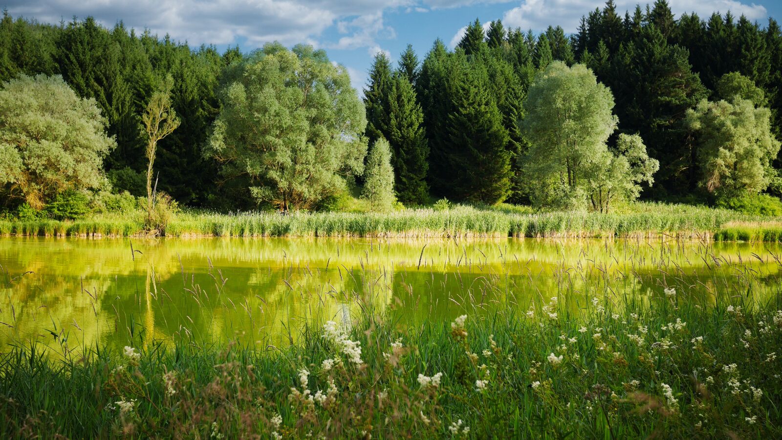 Panasonic Lumix DMC-GX7 sample photo. Lake, pond, forest photography