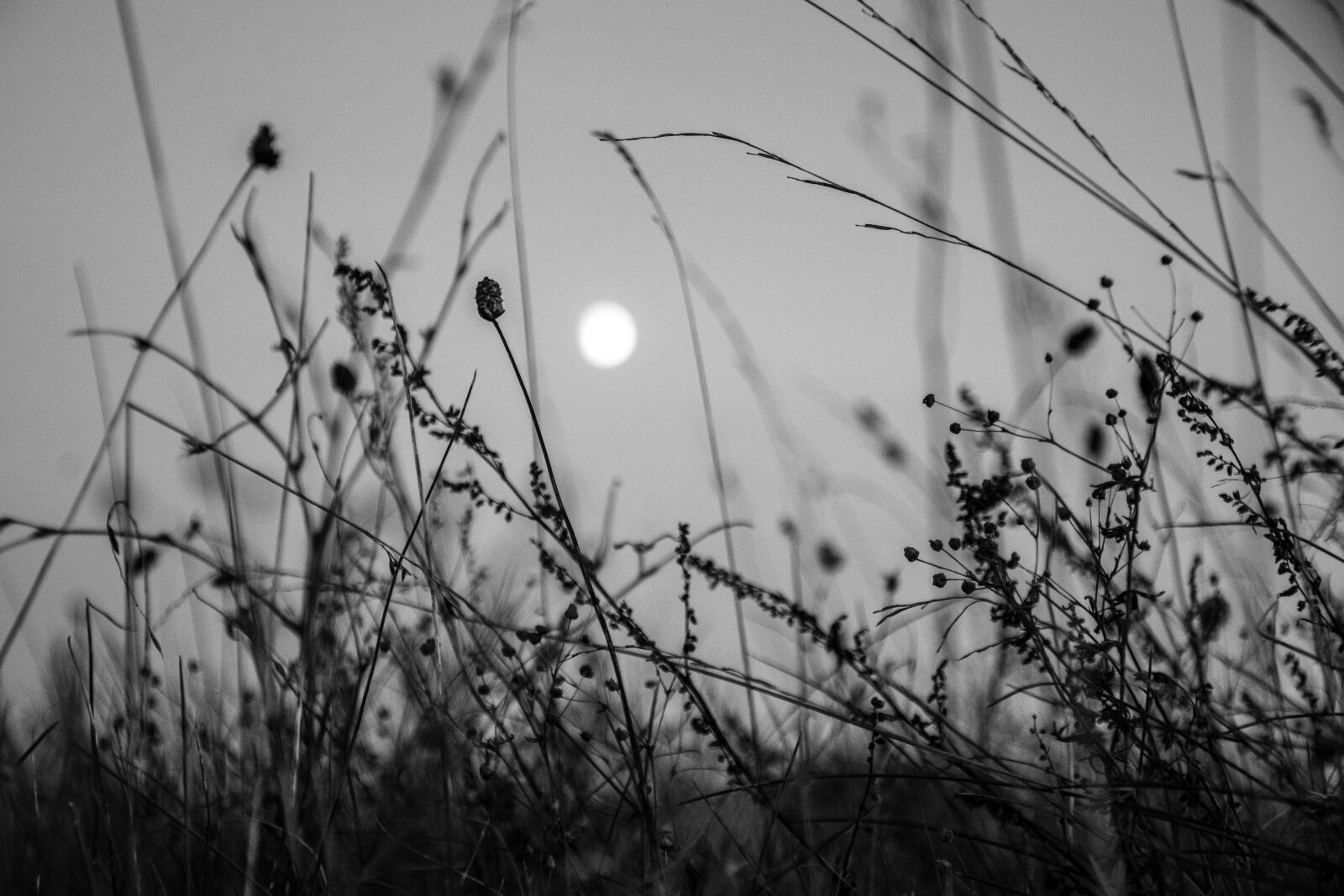 Nikon D7100 sample photo. Moon, flowers, nature photography