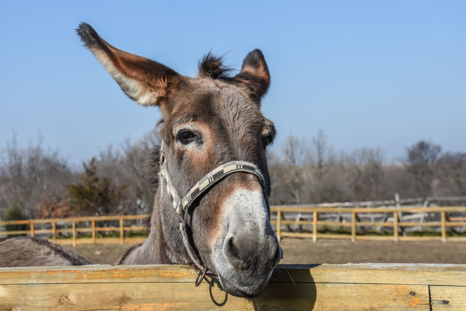 Nikon D7200 sample photo. Donkey, outdoor, farm photography