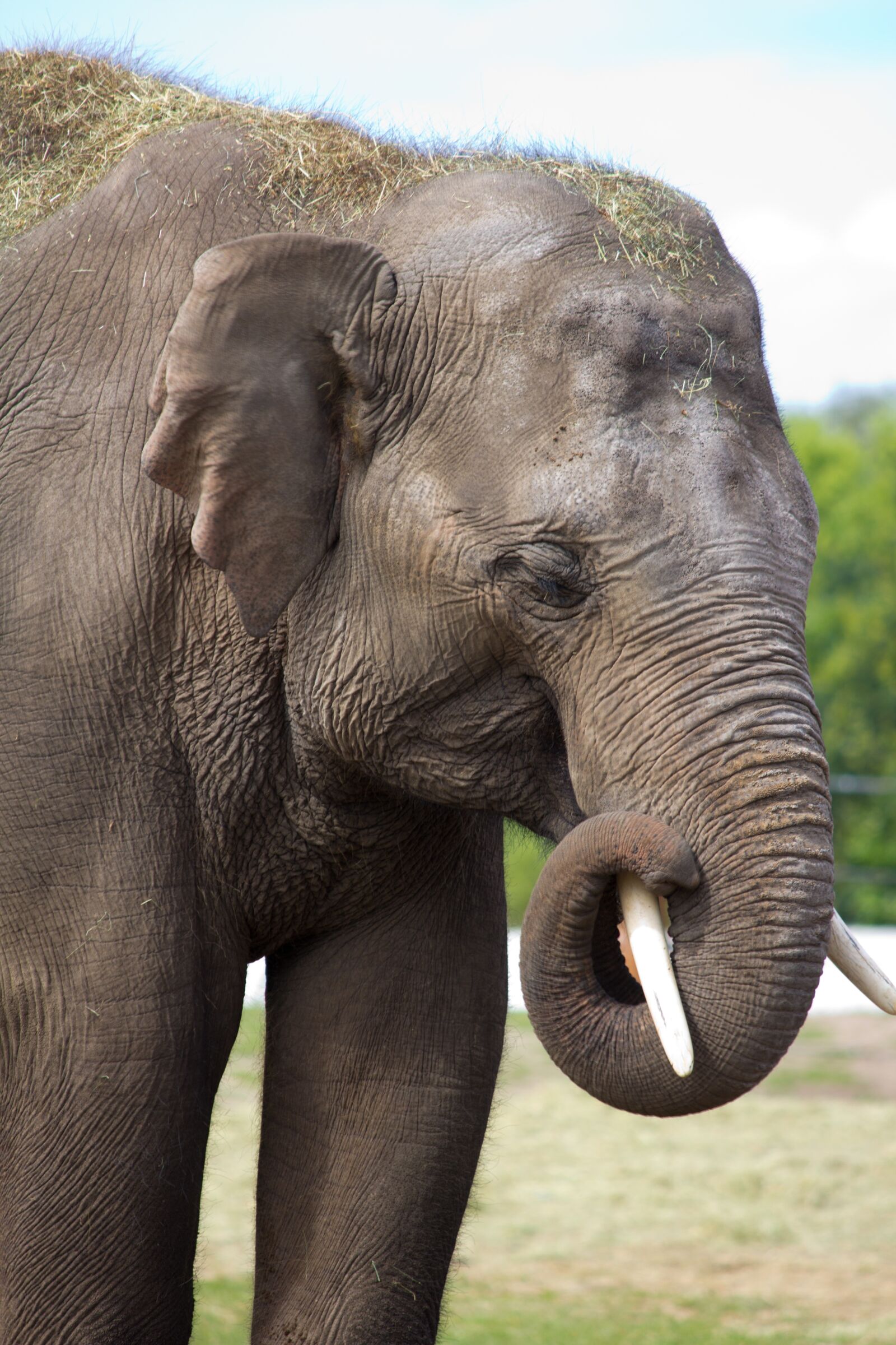 Canon EF-S 55-250mm F4-5.6 IS sample photo. Elephant, large, grey photography