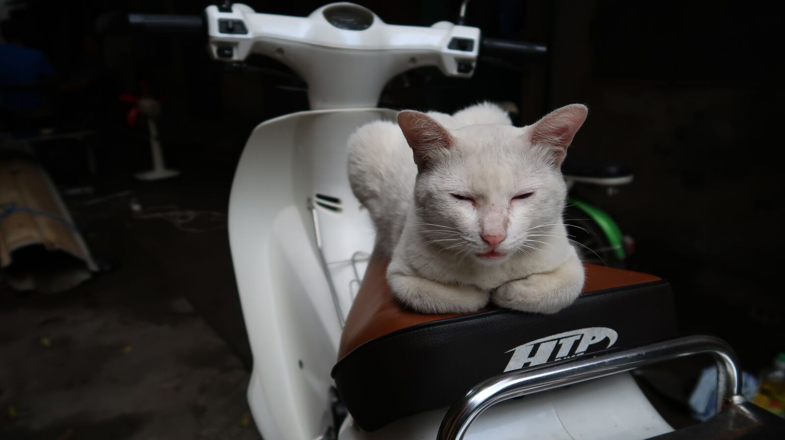 Canon PowerShot G7 X Mark II sample photo. Cat, boot cat, fat photography
