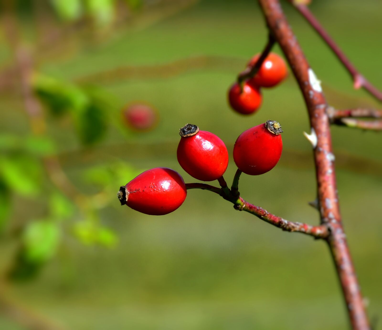 Nikon D7200 sample photo. Rose hip, bush, rosebush photography
