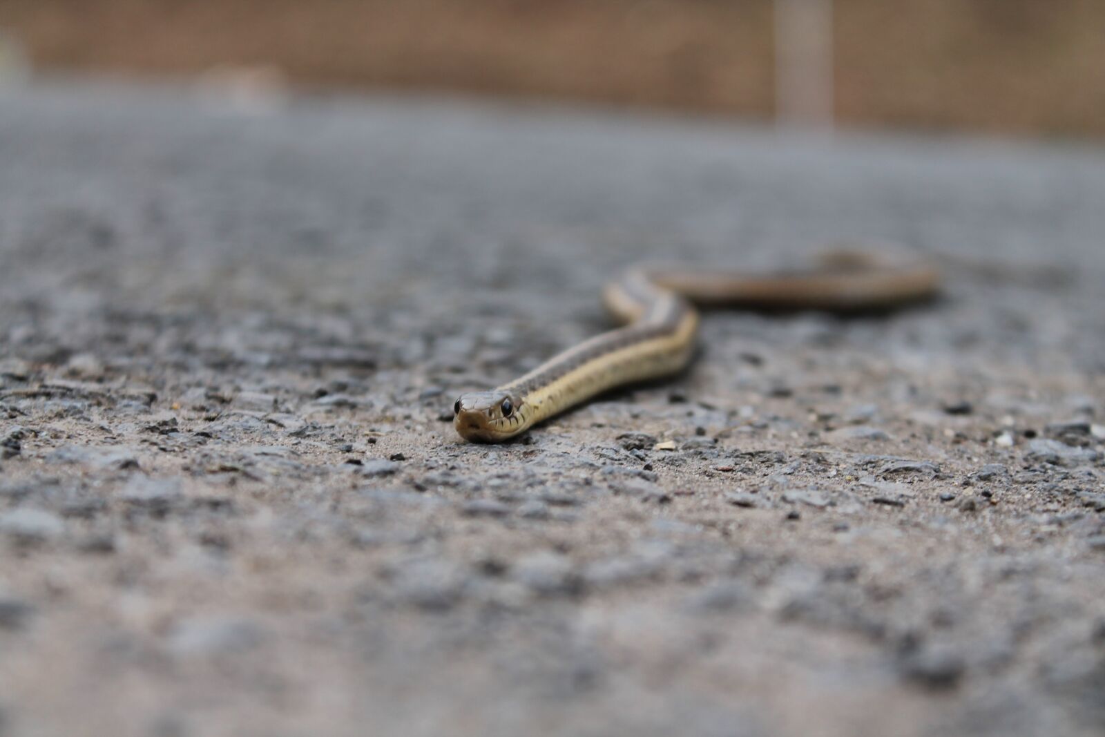 Canon EOS 1100D (EOS Rebel T3 / EOS Kiss X50) sample photo. Snake, gravel, animal photography