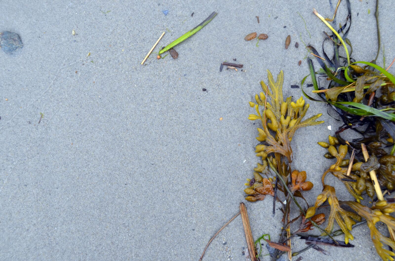 Nikon D5100 sample photo. Seaweed, ocean, beach photography