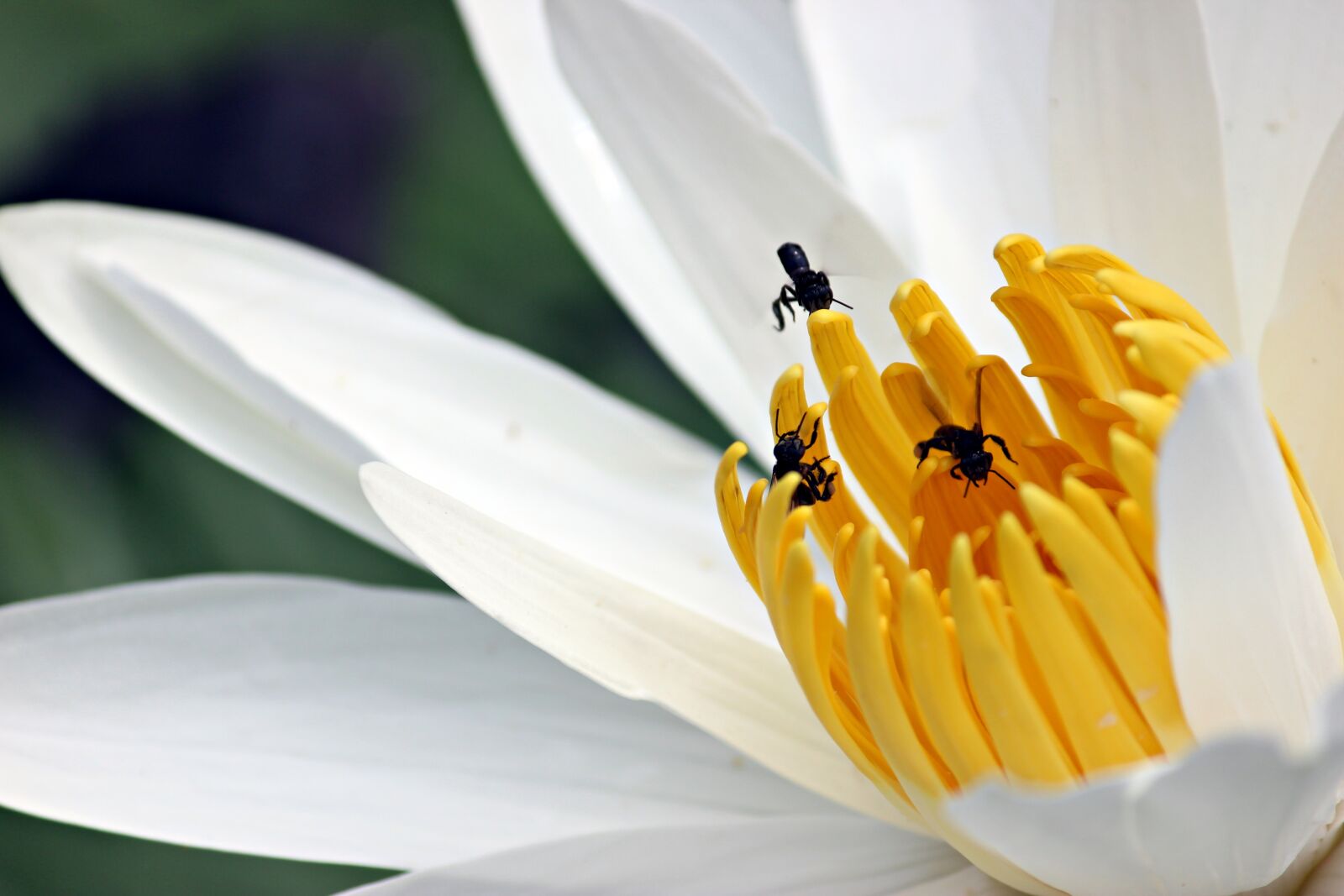 Canon EOS 600D (Rebel EOS T3i / EOS Kiss X5) sample photo. Water lily, lily, flower photography