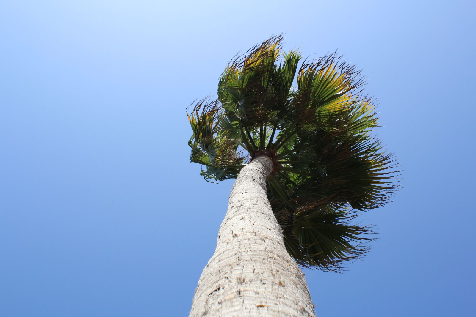 Canon EOS 600D (Rebel EOS T3i / EOS Kiss X5) sample photo. Palmtree, palm, tree photography