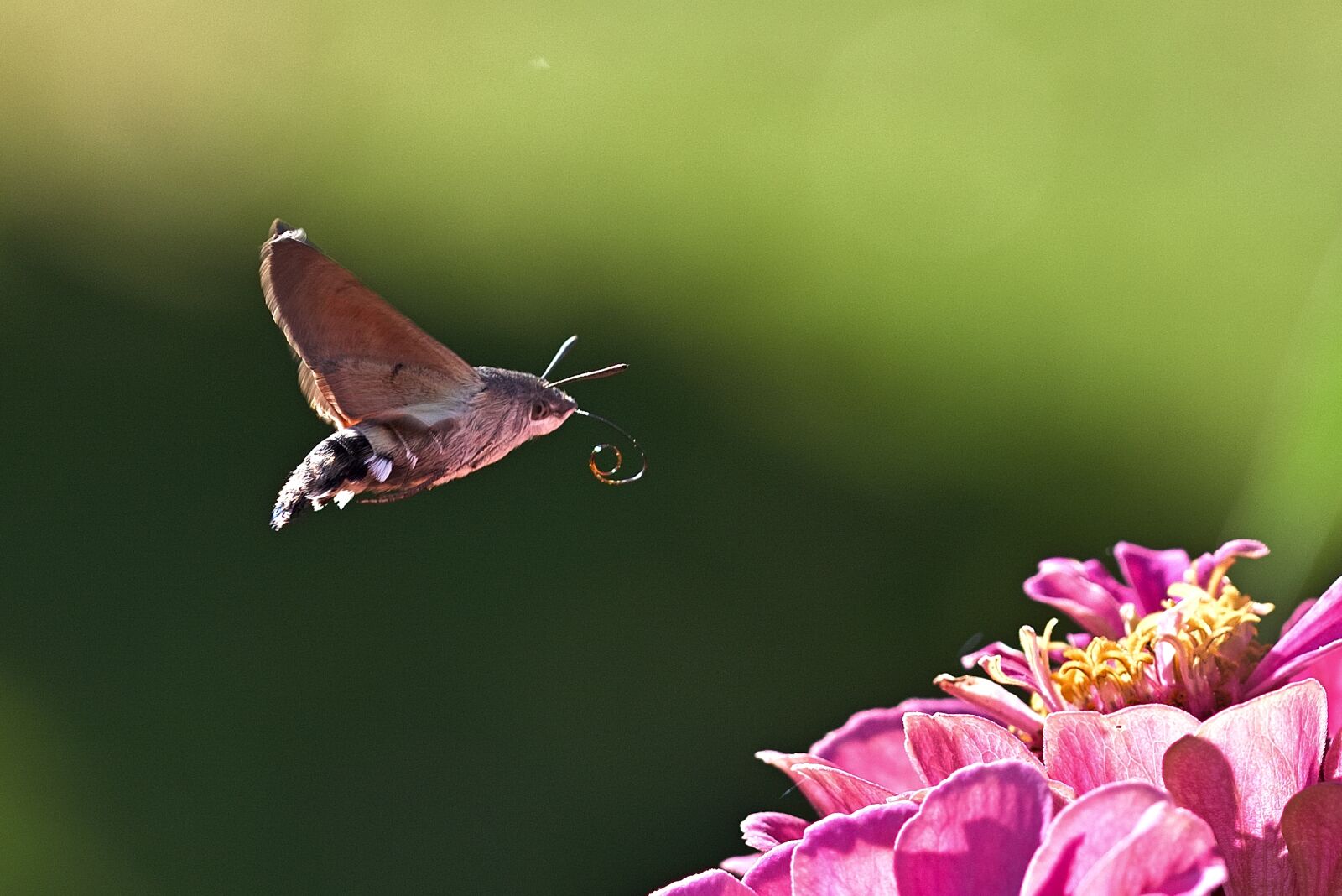 Nikon D5200 sample photo. Hummingbird hawk moth, moth photography