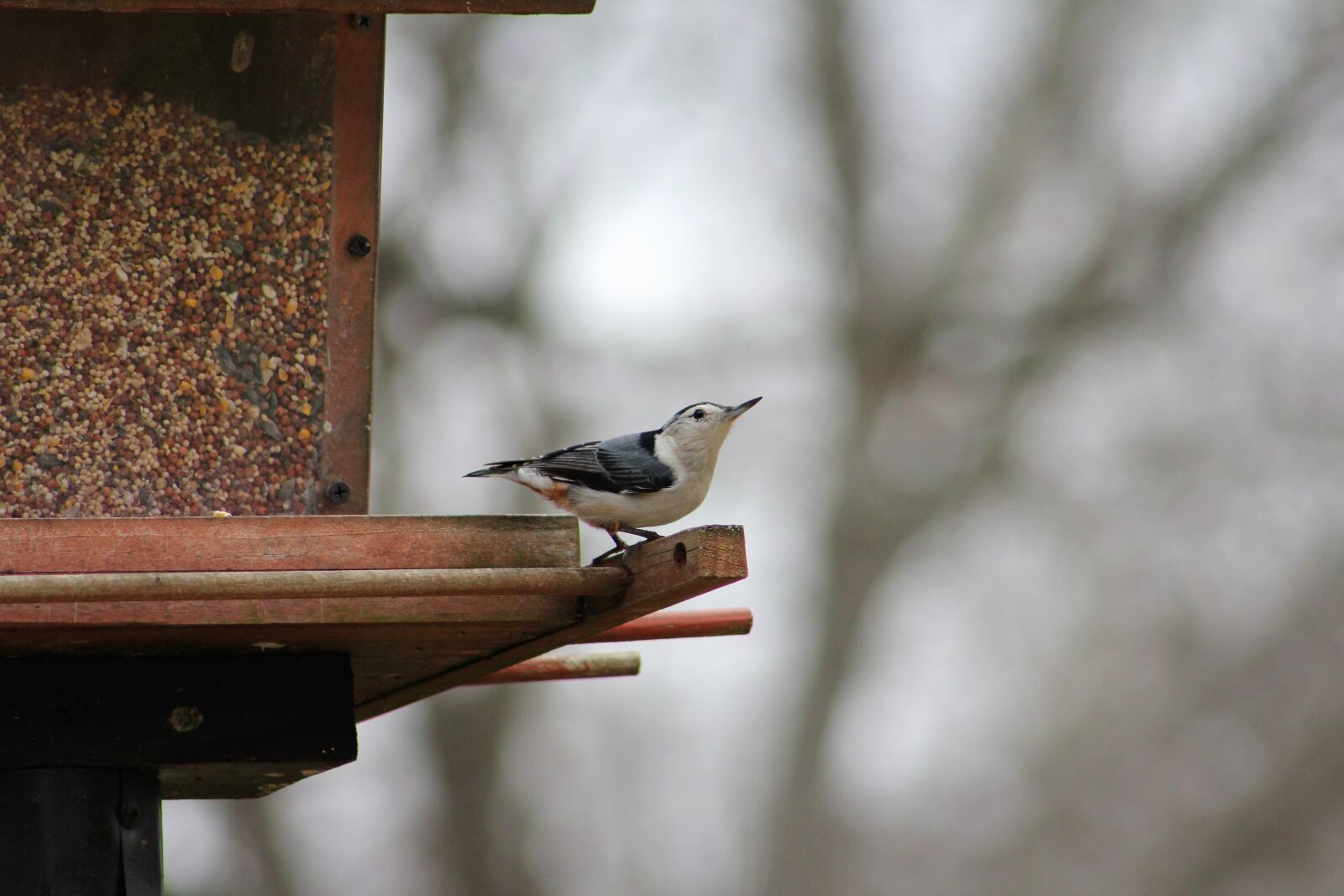 Canon EOS 550D (EOS Rebel T2i / EOS Kiss X4) sample photo. Bird, nature, bird feeder photography