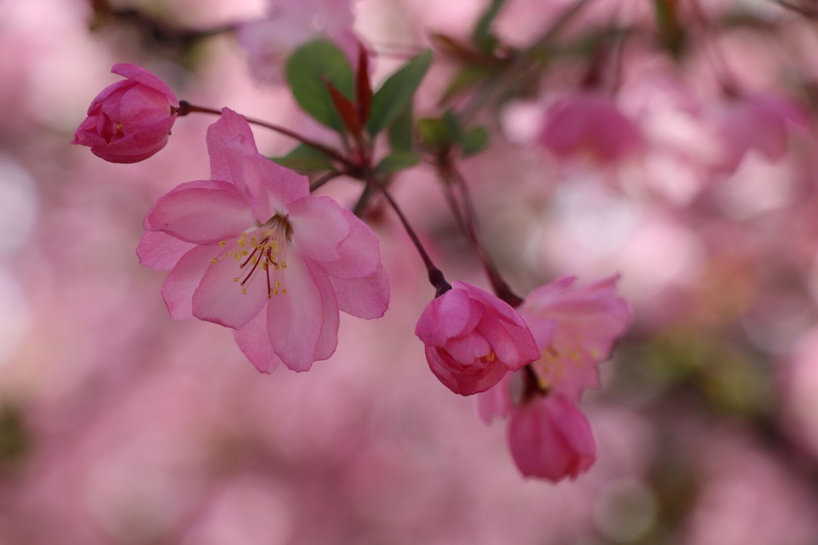 Canon EF-S 18-135mm F3.5-5.6 IS USM sample photo. Flower, nature photography