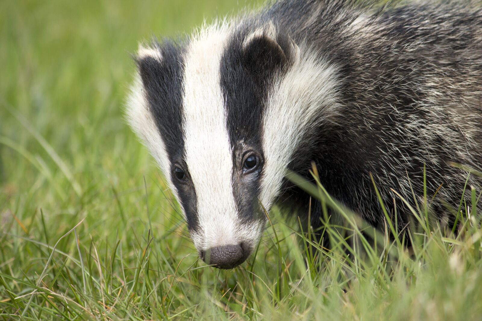 Canon EF-S 55-250mm F4-5.6 IS sample photo. Badger, wildlife, english photography