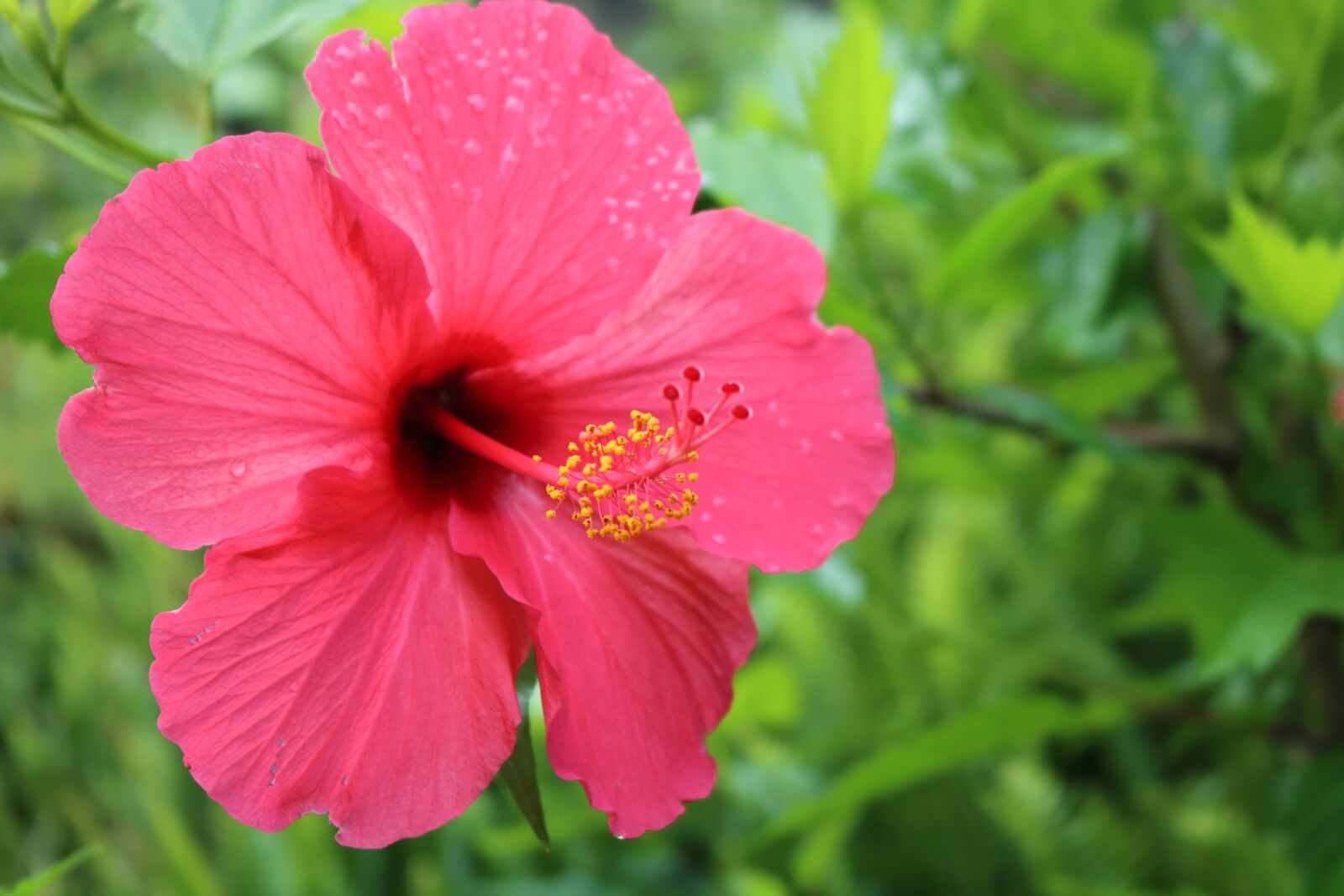 Canon EOS 750D (EOS Rebel T6i / EOS Kiss X8i) sample photo. Comanche, azores, s o photography