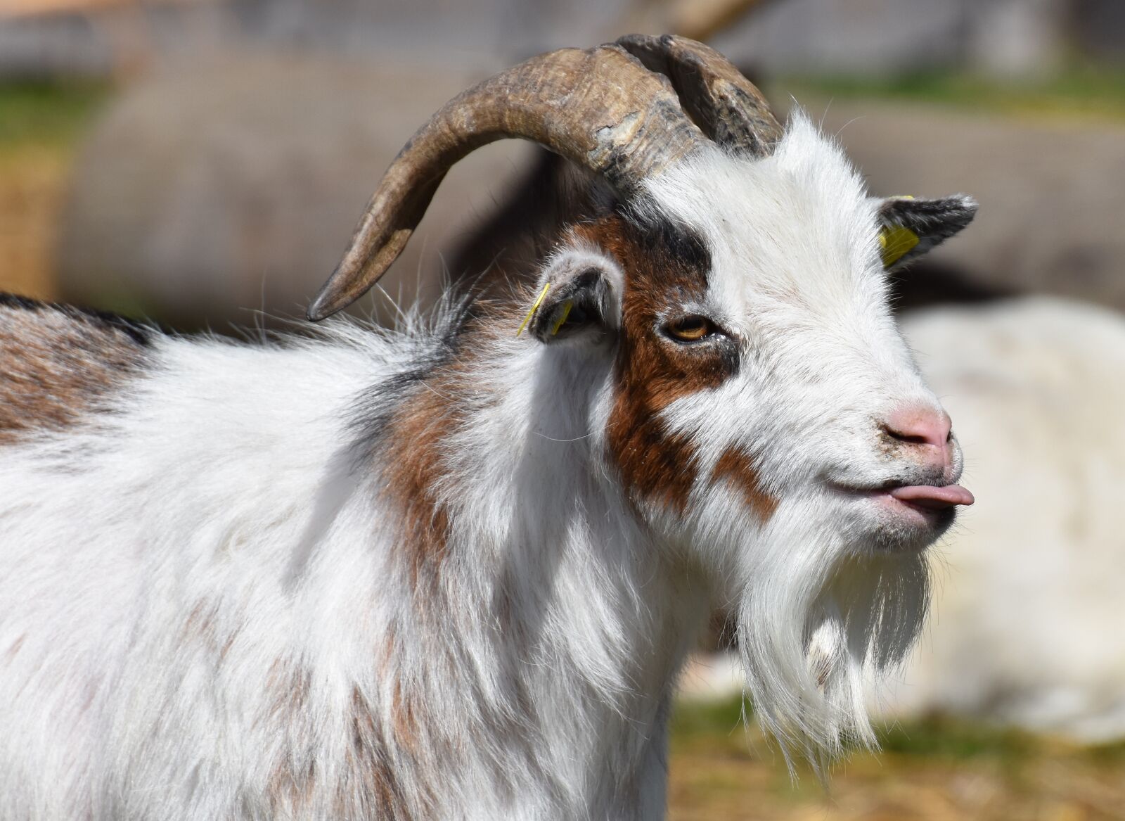 Nikon D7200 sample photo. Goat, tongue, funny photography