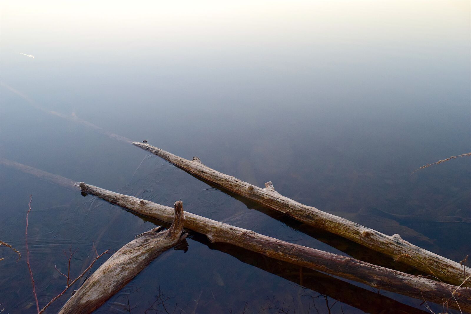 Nikon D3300 sample photo. Branches, lake, water photography