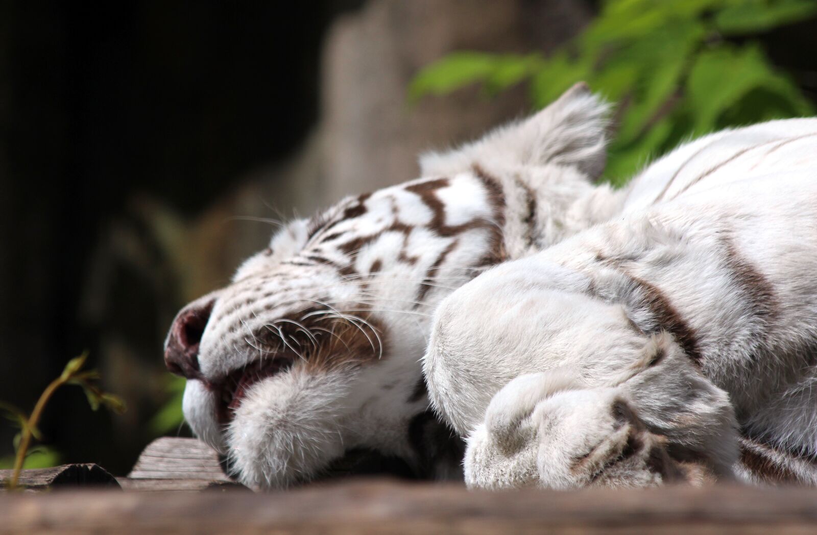Canon EOS 650D (EOS Rebel T4i / EOS Kiss X6i) sample photo. White tiger, bengal tiger photography