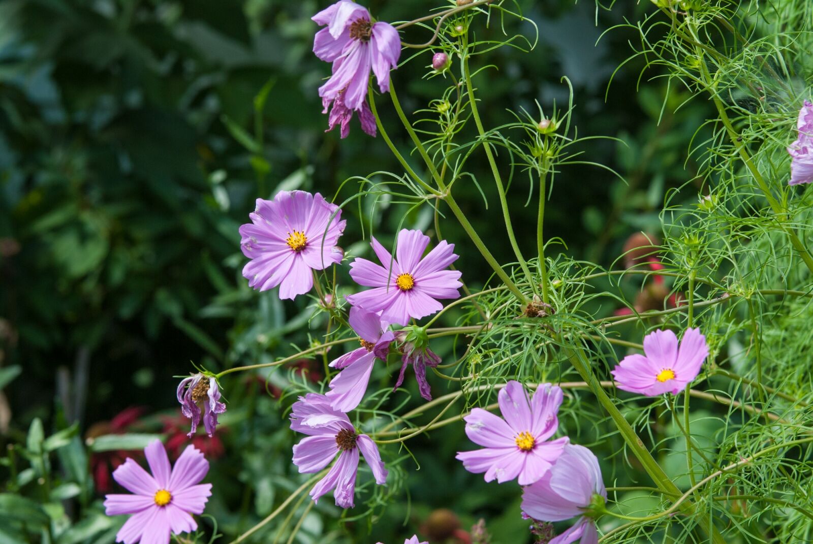 Nikon D200 sample photo. Plants, nature, flower photography
