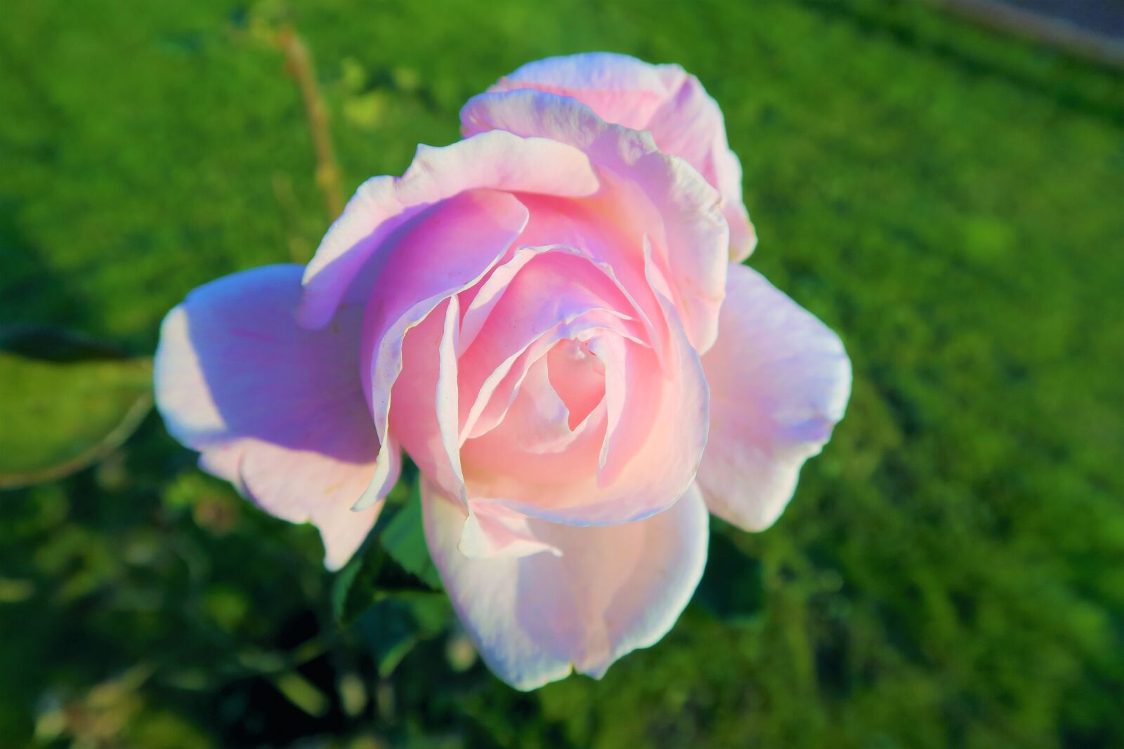 Canon PowerShot G7 X sample photo. Rose, nature, pink photography