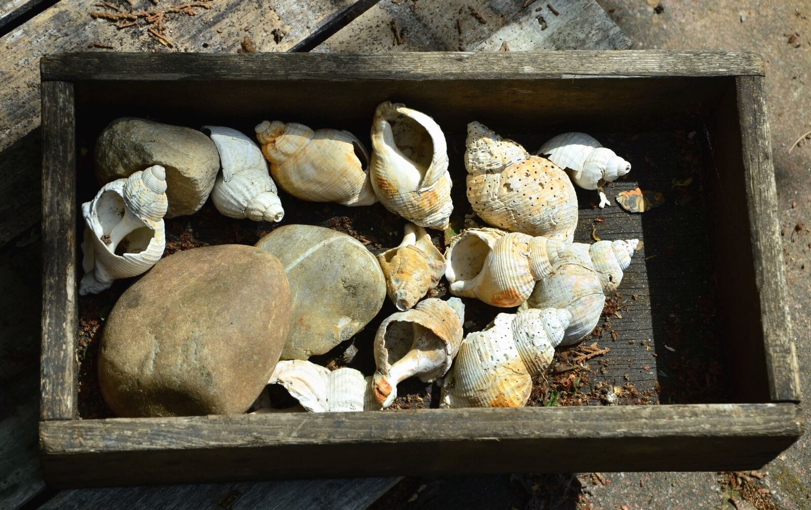 Nikon D5100 sample photo. Box, plank, stone, seashell photography