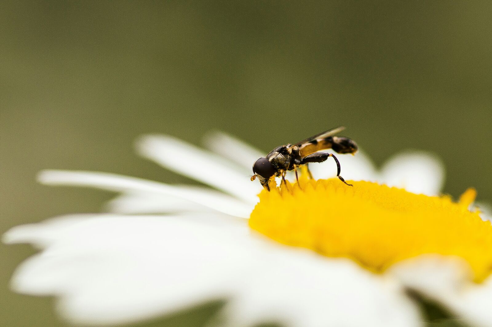 Nikon D90 sample photo. Flower, daisy, summer photography