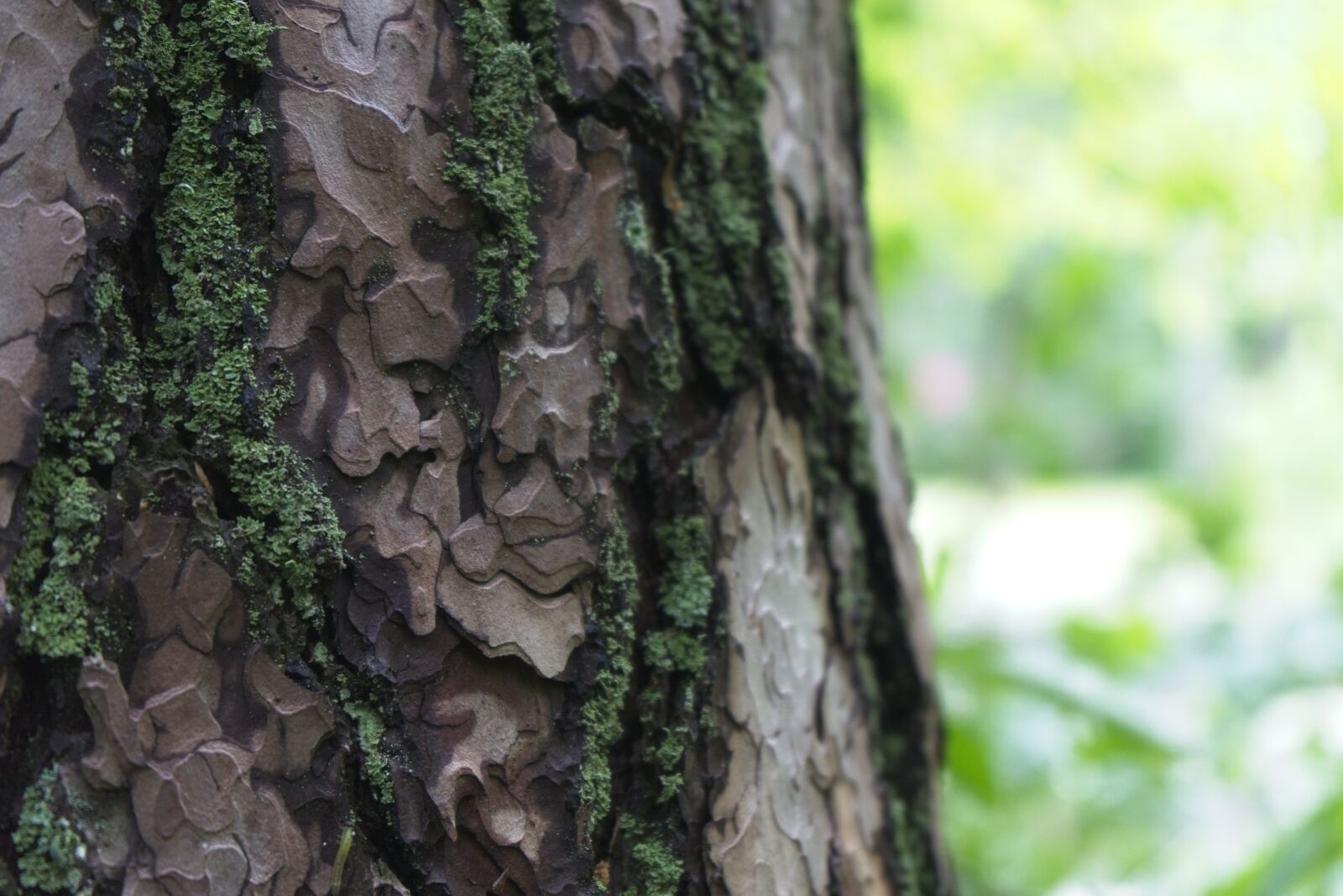 Sony FE 28-70mm F3.5-5.6 OSS sample photo. Tree, tree bark, tribe photography
