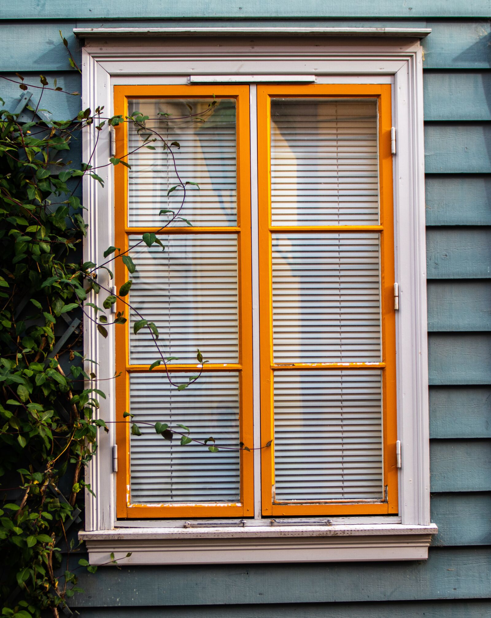 Canon EOS 80D sample photo. Window, house, plant photography