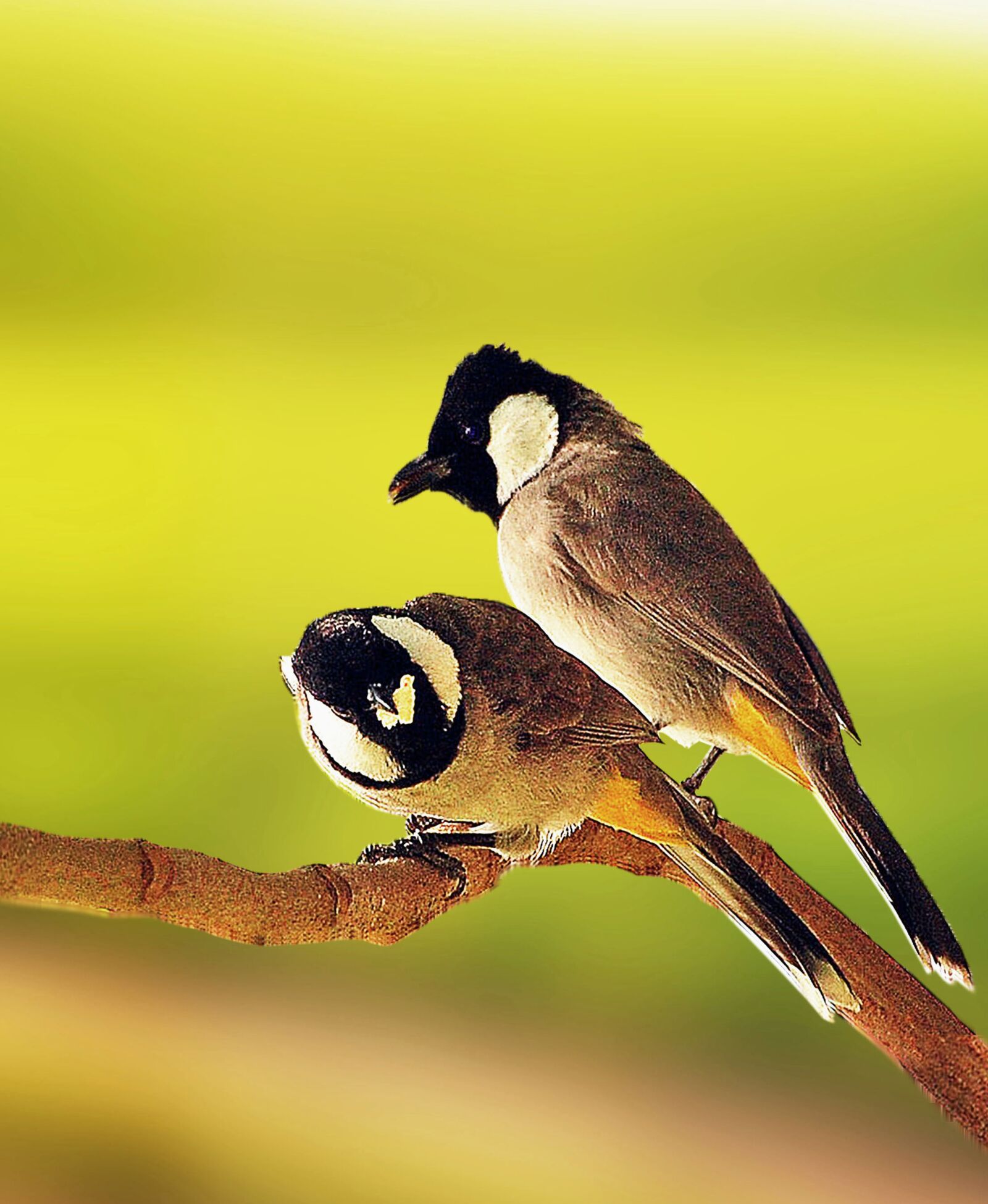 Nikon D40 sample photo. Birds, nature, feather photography