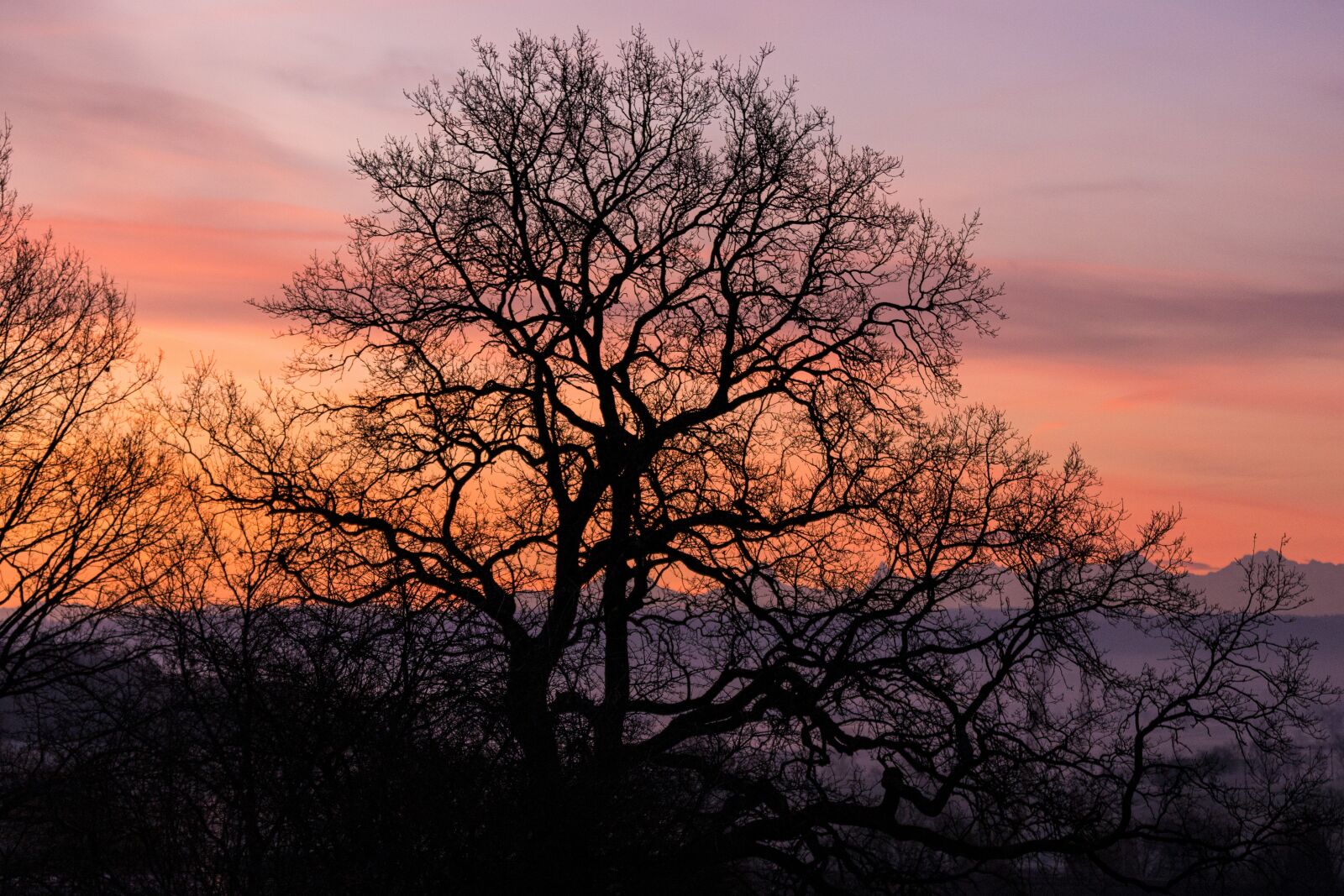 Canon EOS 6D Mark II sample photo. Daybreak, dawn, tree photography