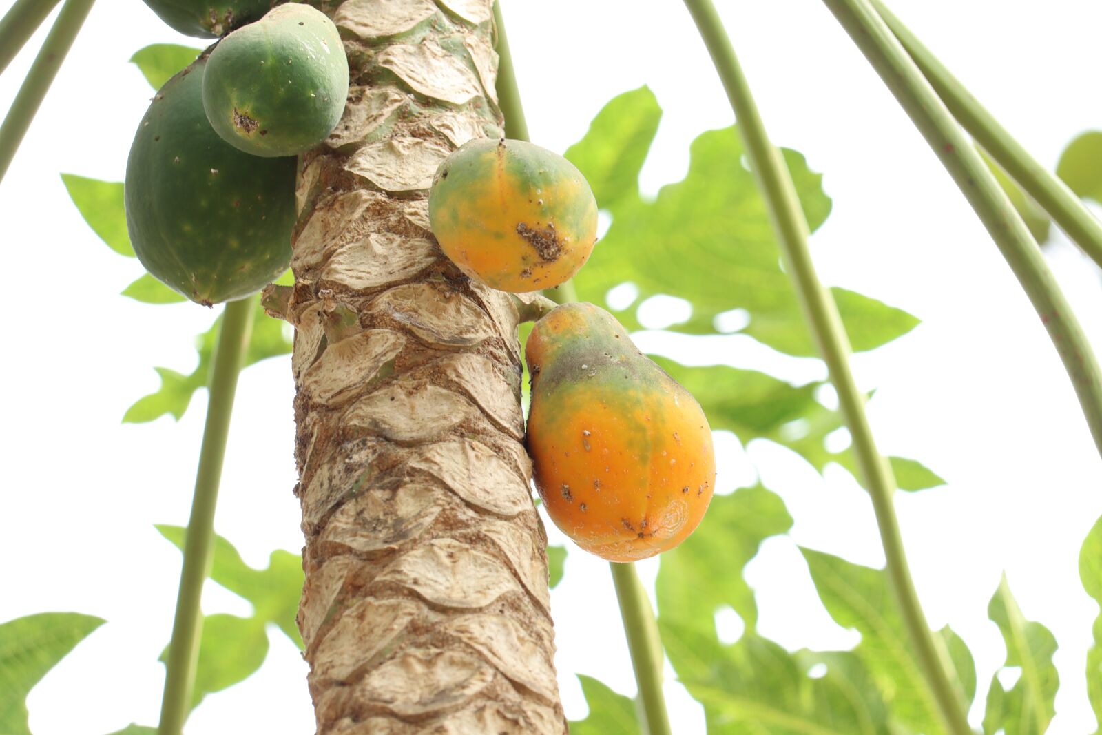 Canon EOS 250D (EOS Rebel SL3 / EOS Kiss X10 / EOS 200D II) sample photo. Papaya, leaf, kerala photography